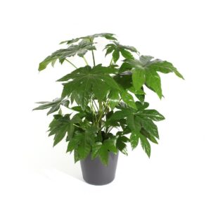 Φάτσια . Fatsia Japonica 2