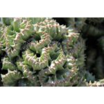 101317 Blog 04 Coral Cactus Copy