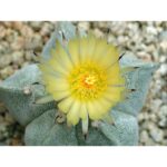 Astrophytum Myriostigma Flower (1)