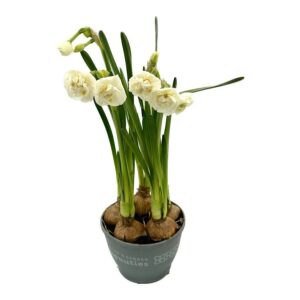Narcissus