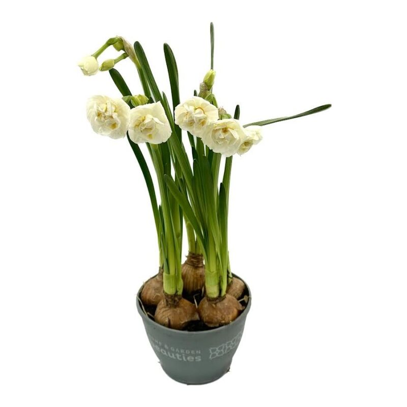 Narcissus