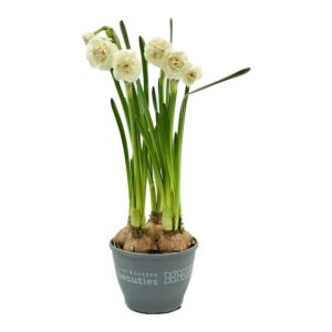 Narcissus2