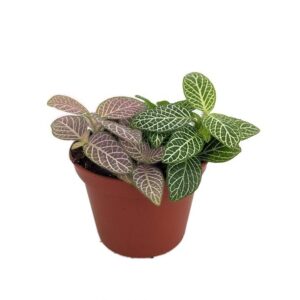 Fittonia