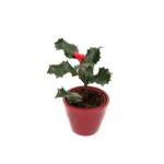 Holly (3)