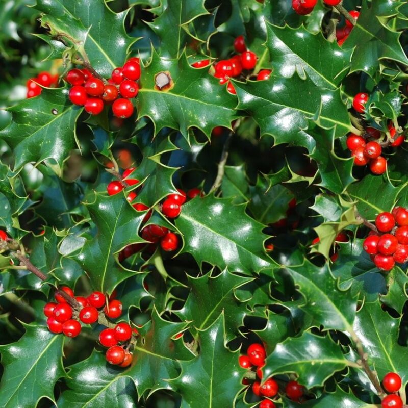 Holly Ilex Aquifolium 1145388