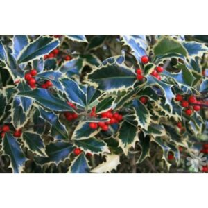 Ilex Aquifolium Handsworth New Silver I11988p94834 600x399