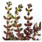 Sedum Stahlii (1)