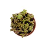 Sedum Stahlii Mini (1)