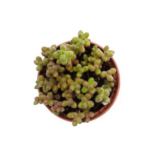 Sedum Stahlii Mini (1)