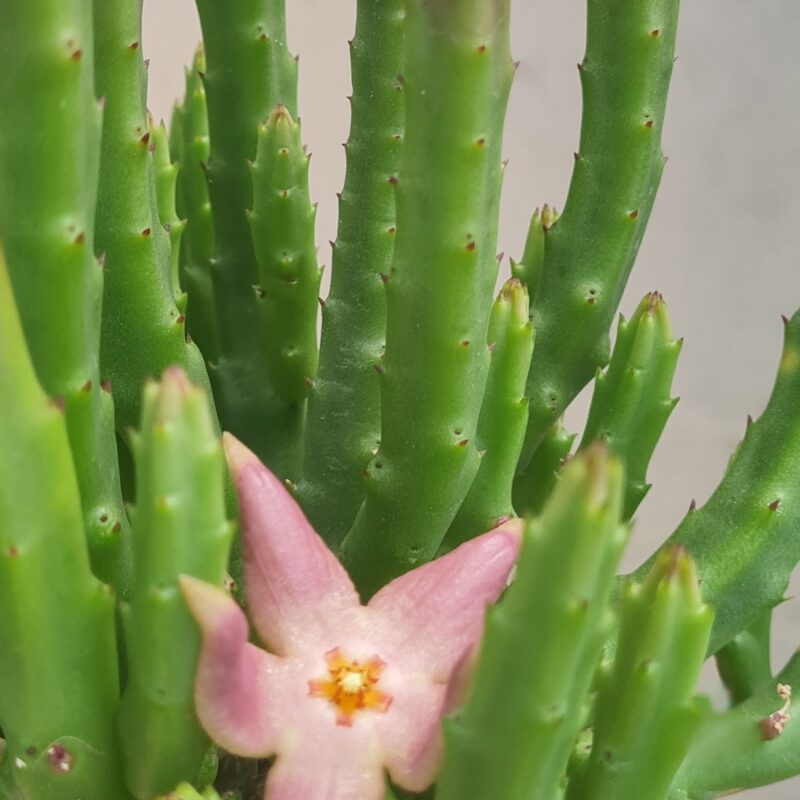 Suculenta Senecio Kleinia Stapeliiformis Stapelia (3)