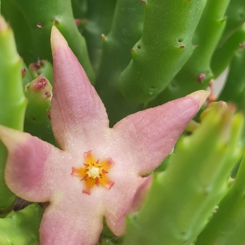 Suculenta Senecio Kleinia Stapeliiformis Stapelia (4)