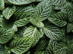 Wall Murals Hojas Verdes Fittonia Verschaffeltii Var Argyroneura.jpg