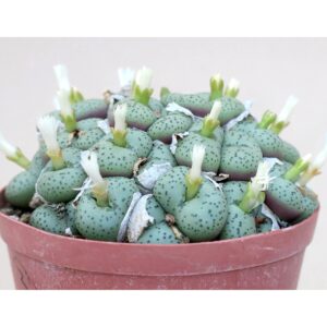 Conophytum Giftbergense 1