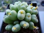 Conophytumuvaeforme15 Vi