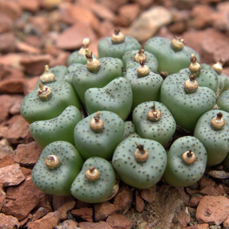 Conophytum Obcordellum Ssp. Stenandrum