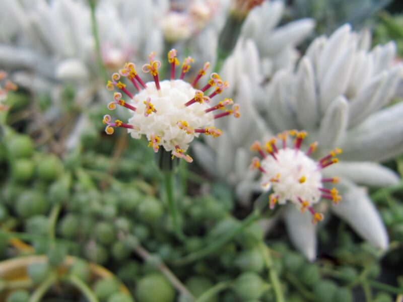 Senecio Rowleyanus (4257450986)