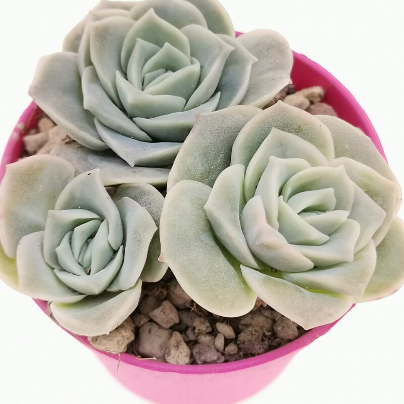 Echeveria Lovely Rose Scaled