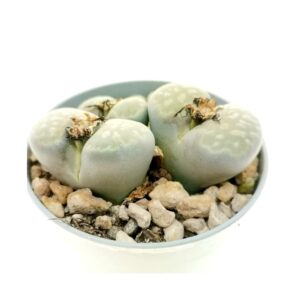 Lithops