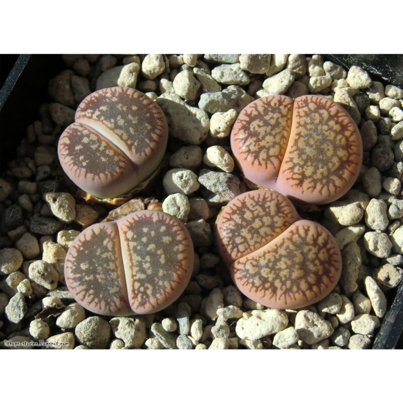 Lithops