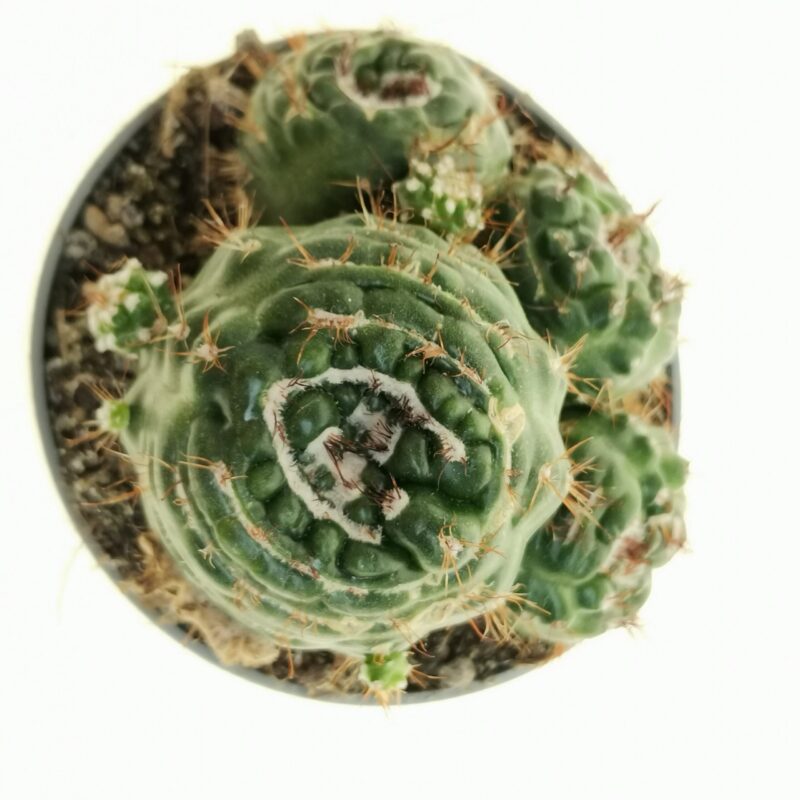 Notocactus Mostruosa