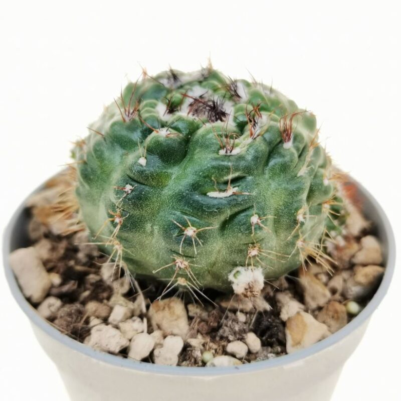 Notocactus Mostruosa2