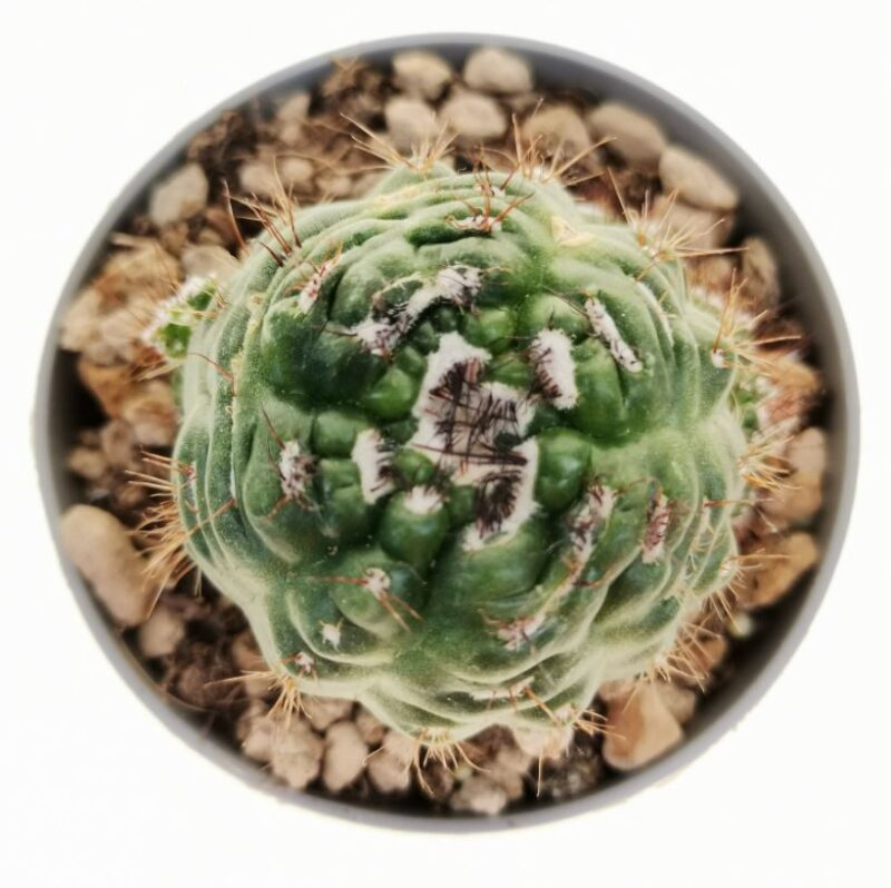 Notocactus Mostruosa3