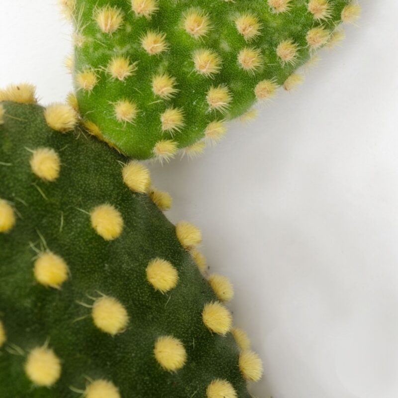 Opuntia Microdasys Pallida Mini (2)