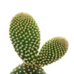 Opuntia Microdasys Pallida Mini (3)