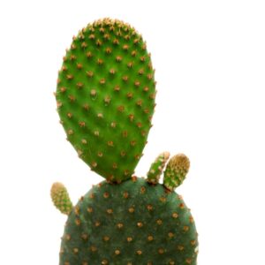 Opuntia Microdasys Var Rufida Mini (1)