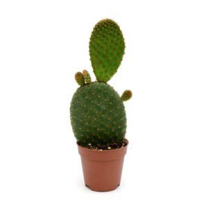 Opuntia Microdasys Var Rufida Mini