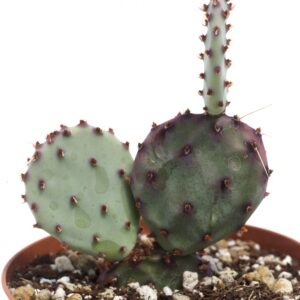 Opuntia Santa Rita