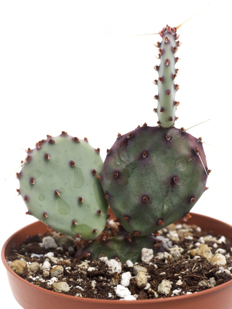 Opuntia Santa Rita