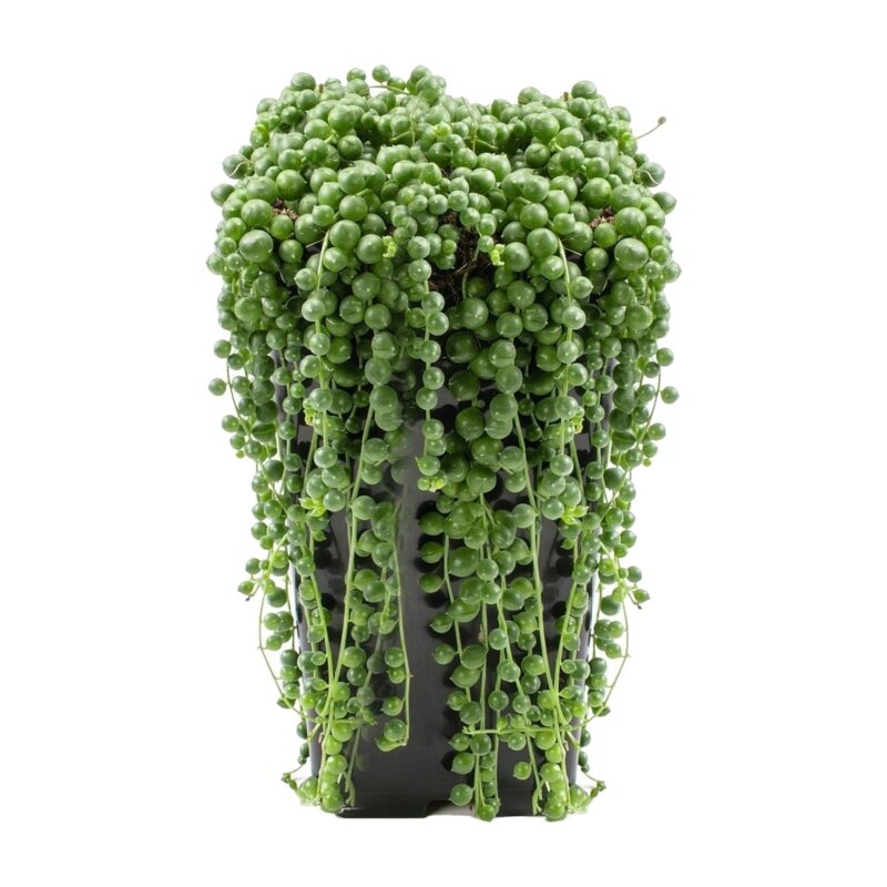 Senecio Rowleyanus String Of Pearls P4825 37973 Zoom