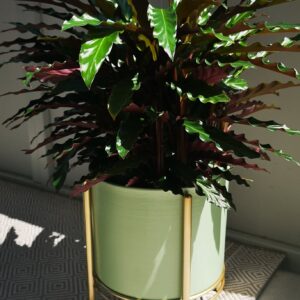 Calathea Rufibarba Blue Grass