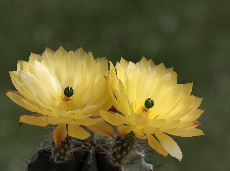 Echinocereus Subinermis Var. Aculeatus