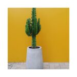 Euphorbia Eritrea