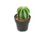 Echinocereus2