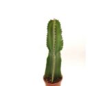 Euphorbia Erithrea