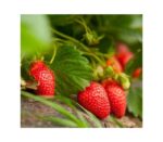 Fragaria Camarosa2