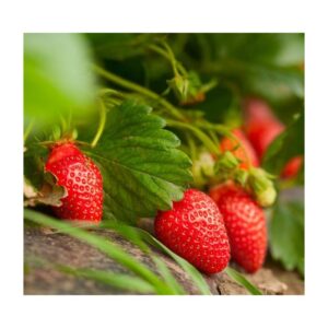 Fragaria Camarosa2