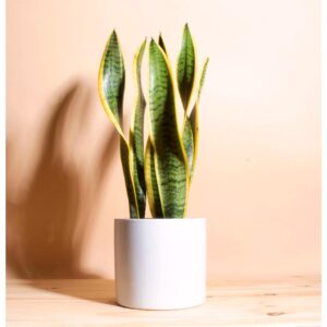 Sansevieria