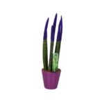 Sansevieria Cylindrica Velvet Touchz (10)