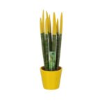 Sansevieria Cylindrica Velvet Touchz (17)
