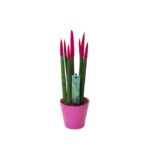 Sansevieria Cylindrica Velvet Touchz (9)