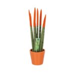 Sansevieria Cylindrica Velvet Touchz Orange