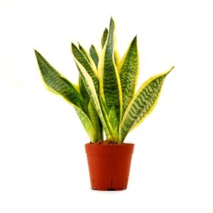 Sansevieria2