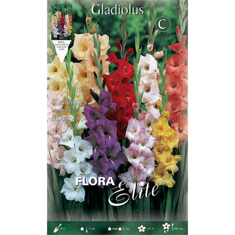 Γλαδιόλα Large Flowered Mixed 763779