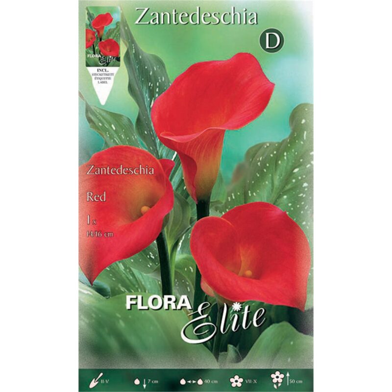 Κάλλα Zantedeschia Red 816130