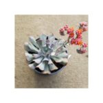 Echeveriacubicfrost Flower 500x