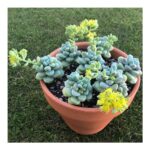Sedum Treleasei